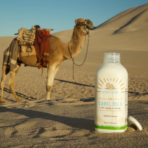 Camel Milk + Camel in desert - Desert Farms - Keto Certified - Keto Diet Certified - Keto Diet Approved
