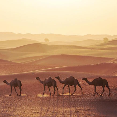 Desert Camels - Desert Farms - Keto Certified - Keto Diet Certified - Keto Diet Approved