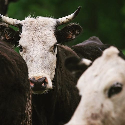 Grass-fed Cows - Wallace Farms - Keto Life - Weight Loss - Ketofam - Keto Lifestyle