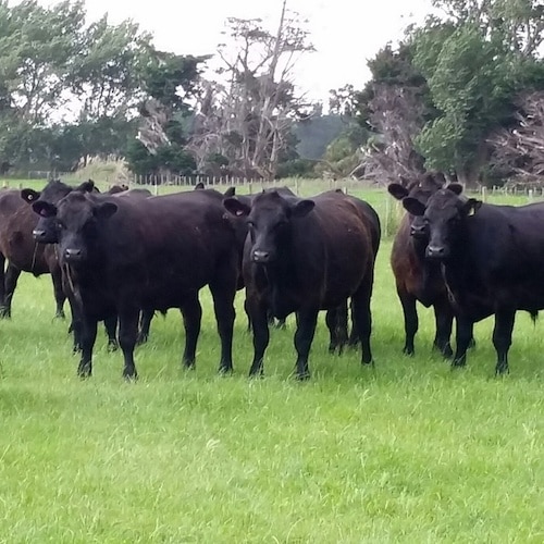 Black Angus herd - Keto Certified - Keto Diet Certified - Keto Diet Approved
