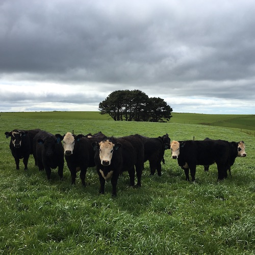 Cows and Clouds - 100% Free-Ranging Grass-Fed Beef - Keto Certified - Keto Diet Certified - Keto Diet Approved