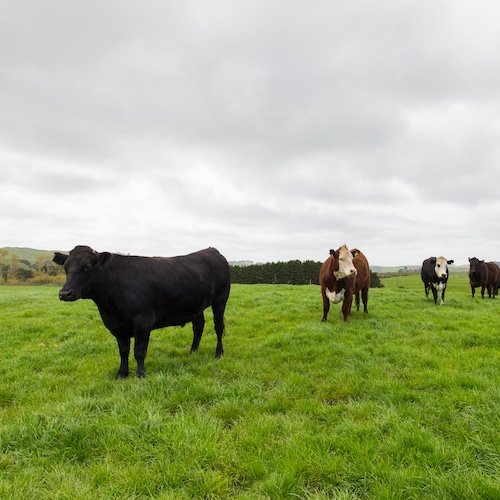 Cows in field - 100% Free-Ranging Grass-Fed Beef - Keto Certified - Keto Diet Certified - Keto Diet Approved